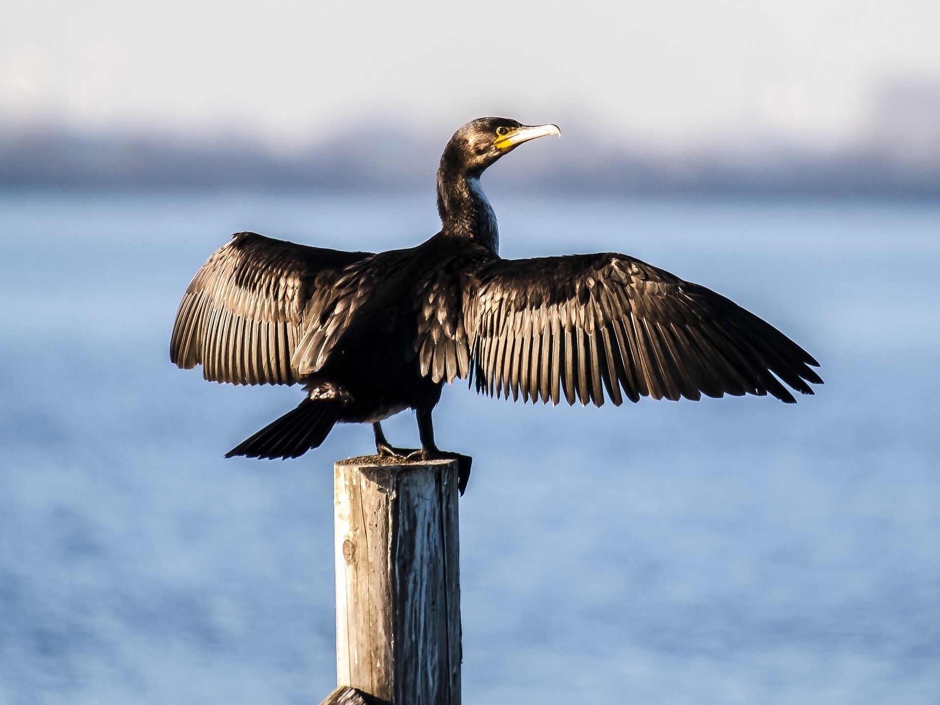 Siekiant apsaugoti žuvis, žadama leisti sumedžioti daugiau kormoranų