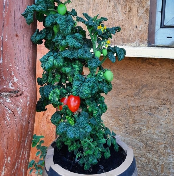 Pomidorai vazonuose – vietoj gėlyno