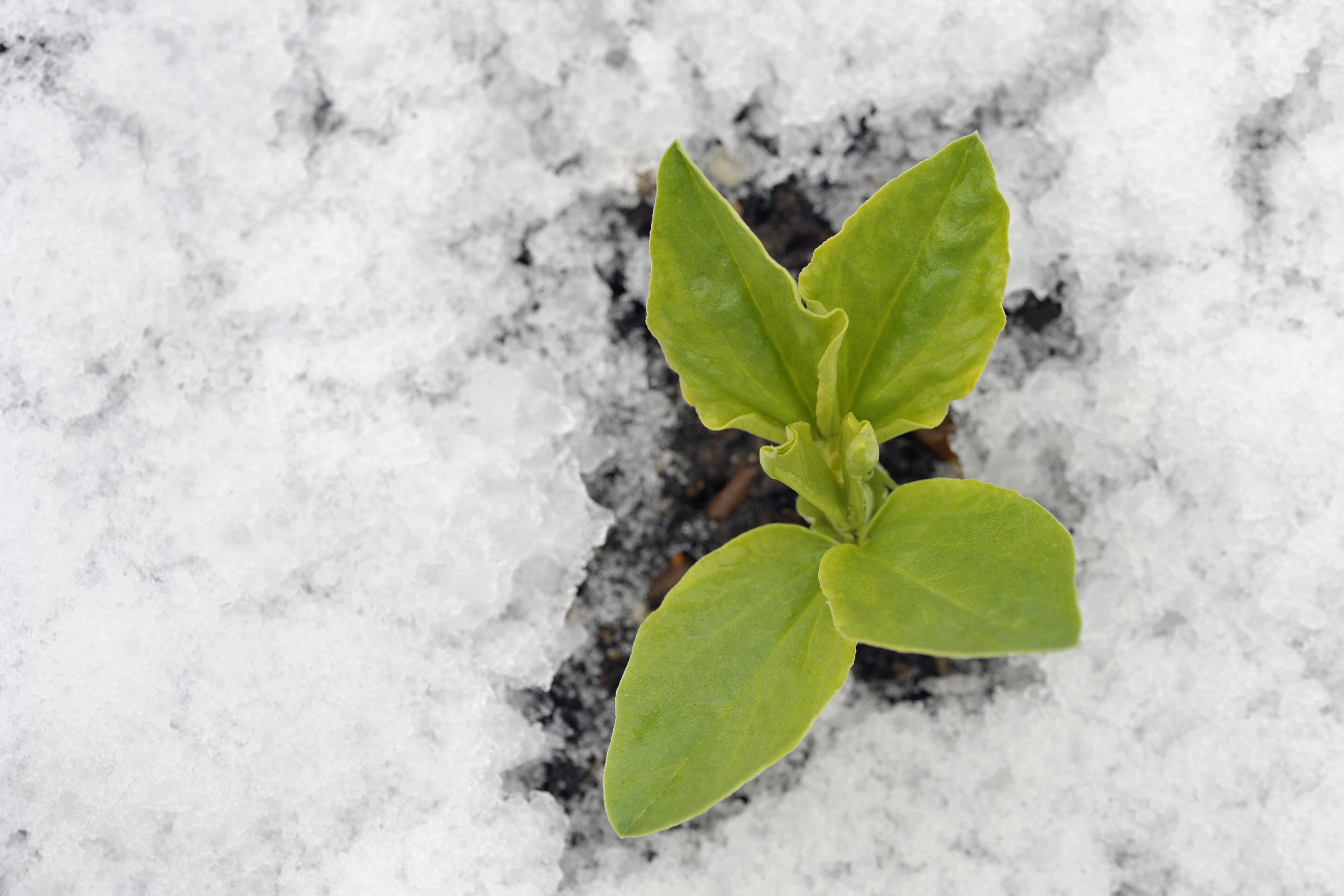 Šilta žiema daržovių augintojams kelia daug iššūkių