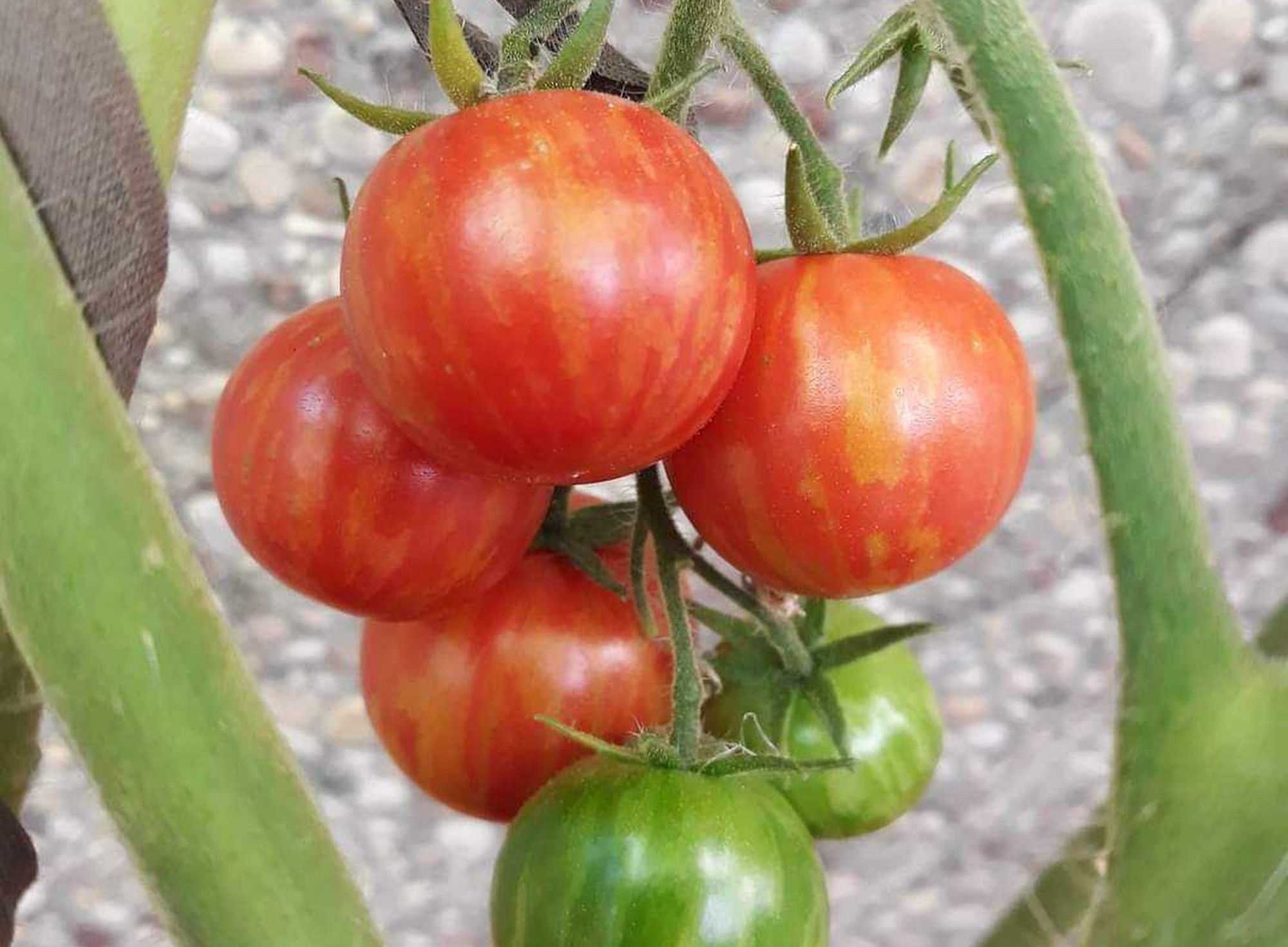 Vaišės iš balkono – didžiavaisiai pomidorai ir kepti cukinijų žiedai