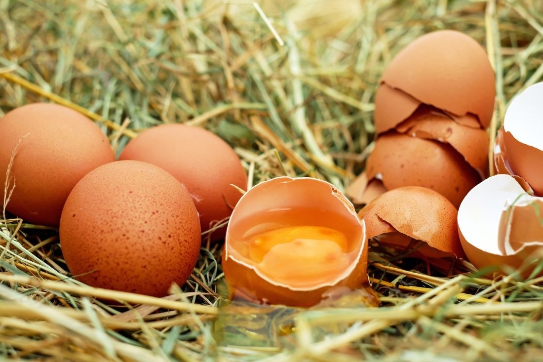Norvegams pritrūko kiaušinių – ūkininkai nenori auginti dedeklių, nes netenkina kainos
