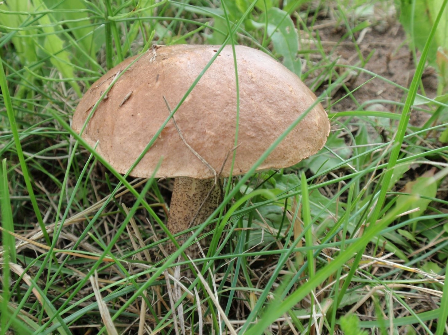 Verslininkai: grybų sezonas vėluos, nenušalusios mėlynės išdžius