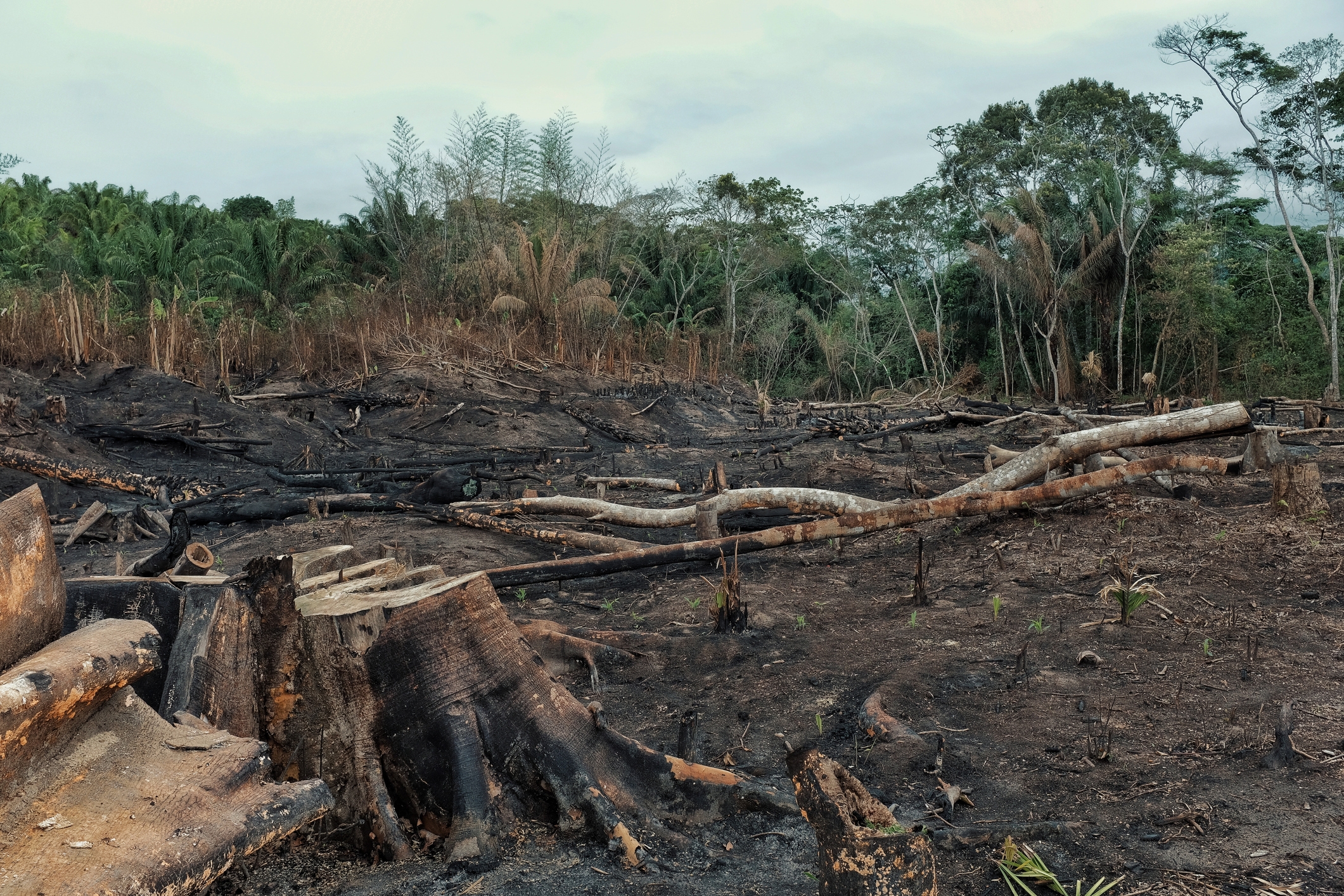 Tyrimas: degalų kompanija atsakinga už didelio masto atogrąžų miškų sunaikinimą