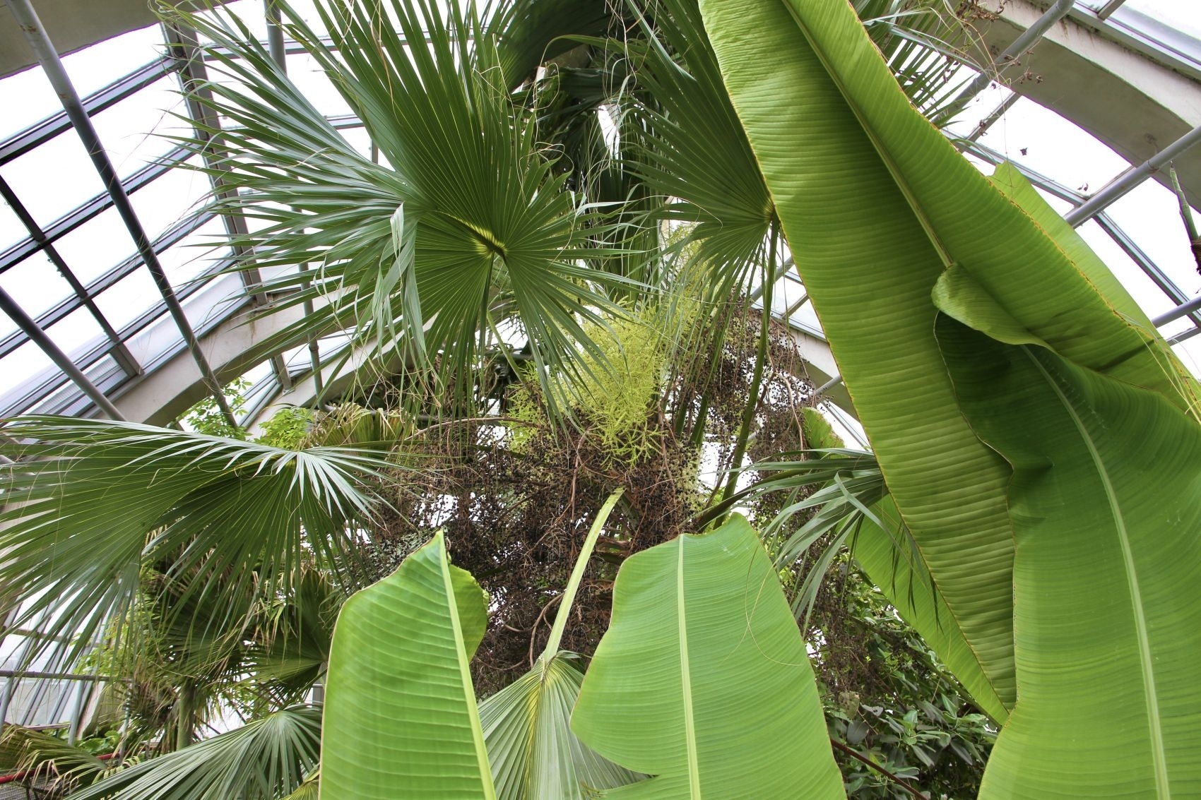 Kuo kvepia žydinti palmė?