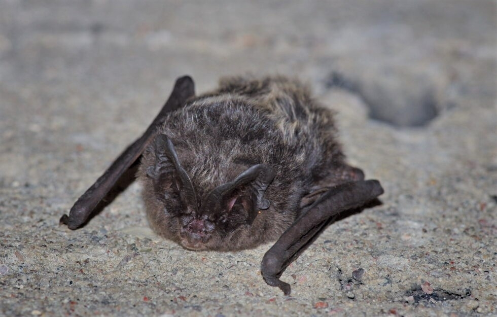 Echolokacija – ypatingas šikšnosparnių gebėjimas orientuotis aplinkoje