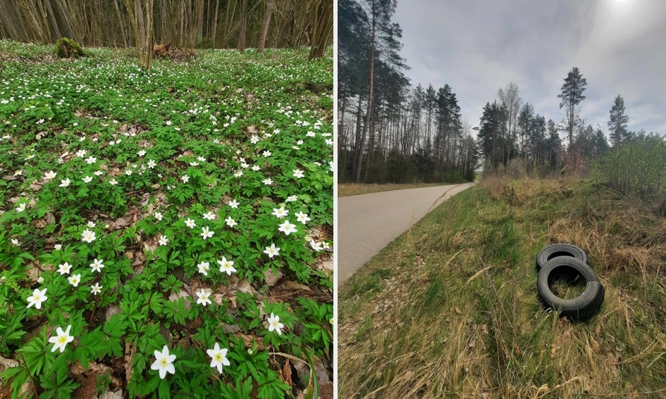 Baltažiedžių plukių kilimai ir padangos