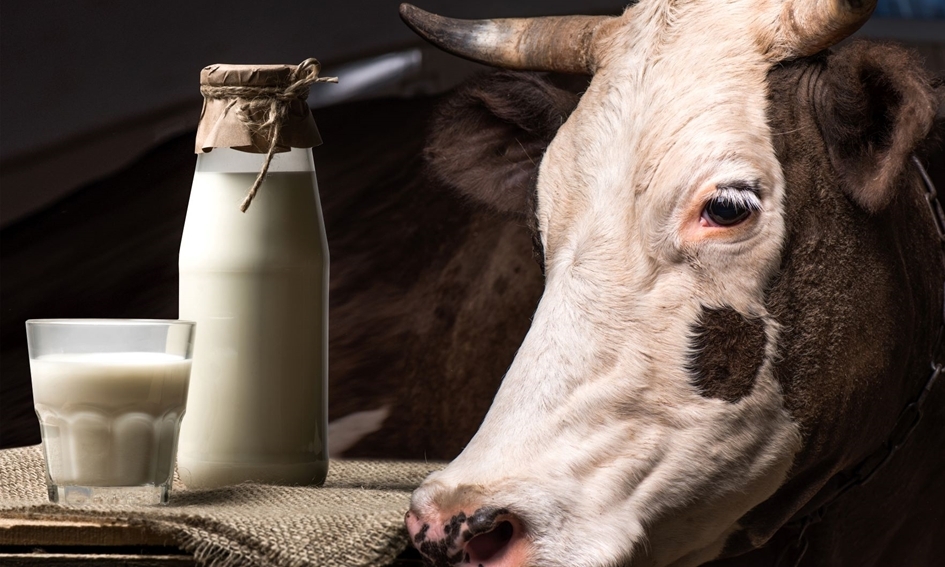 Apie vidutines pieno supirkimo kainas ir supirktą pieną