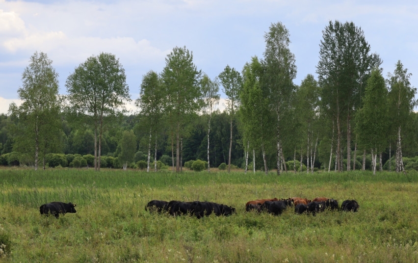 Karvės Aukštaitijos nacionalinio parko pievose 