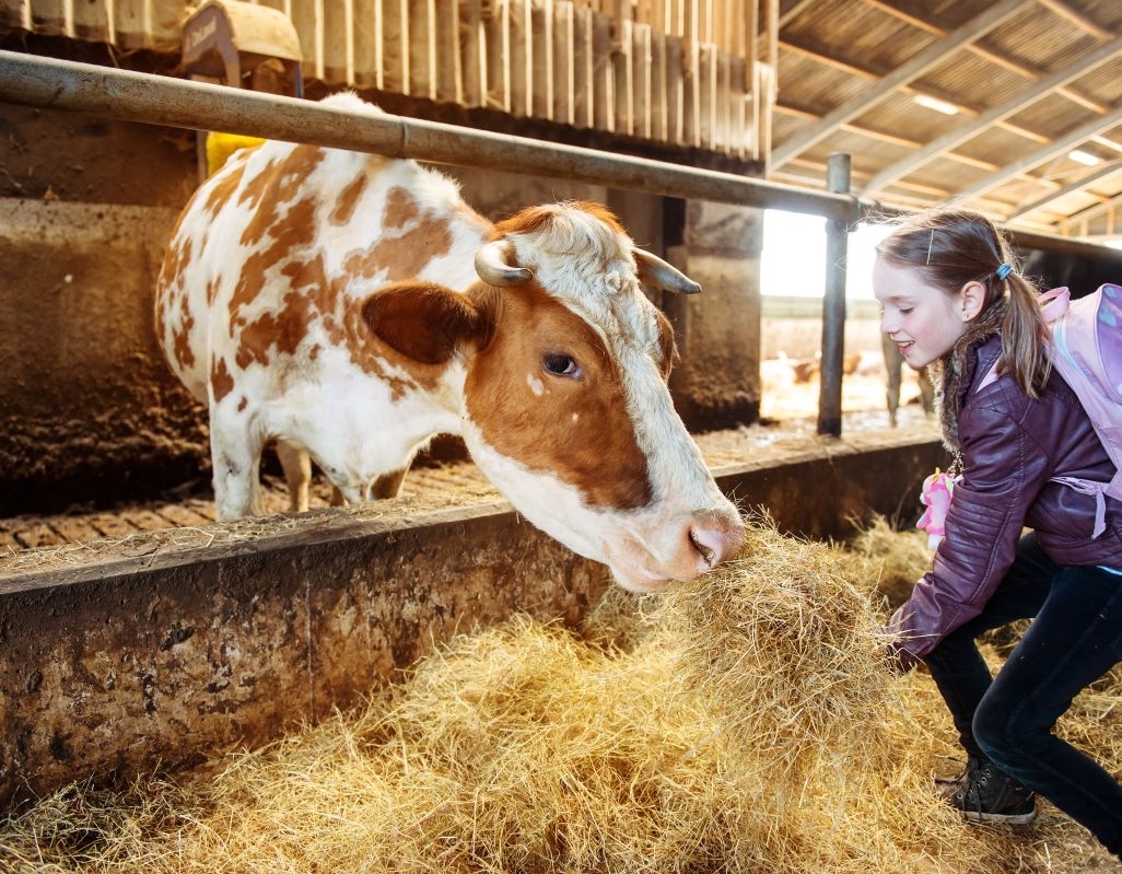 Susietosios paramos už pienines karves įsipareigojimai