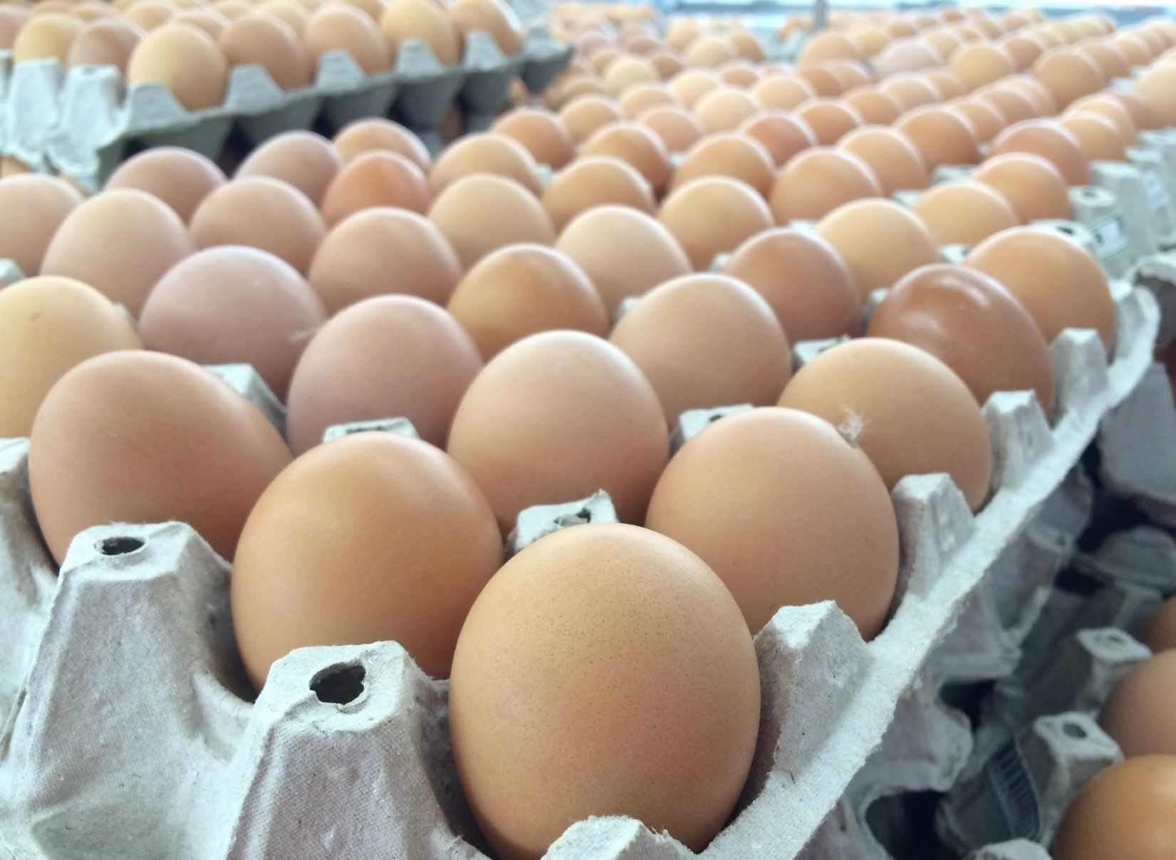 „Europe eggs“ perėmusi „Baltic Egg Production“ pernai pajamas augino 10 kartų