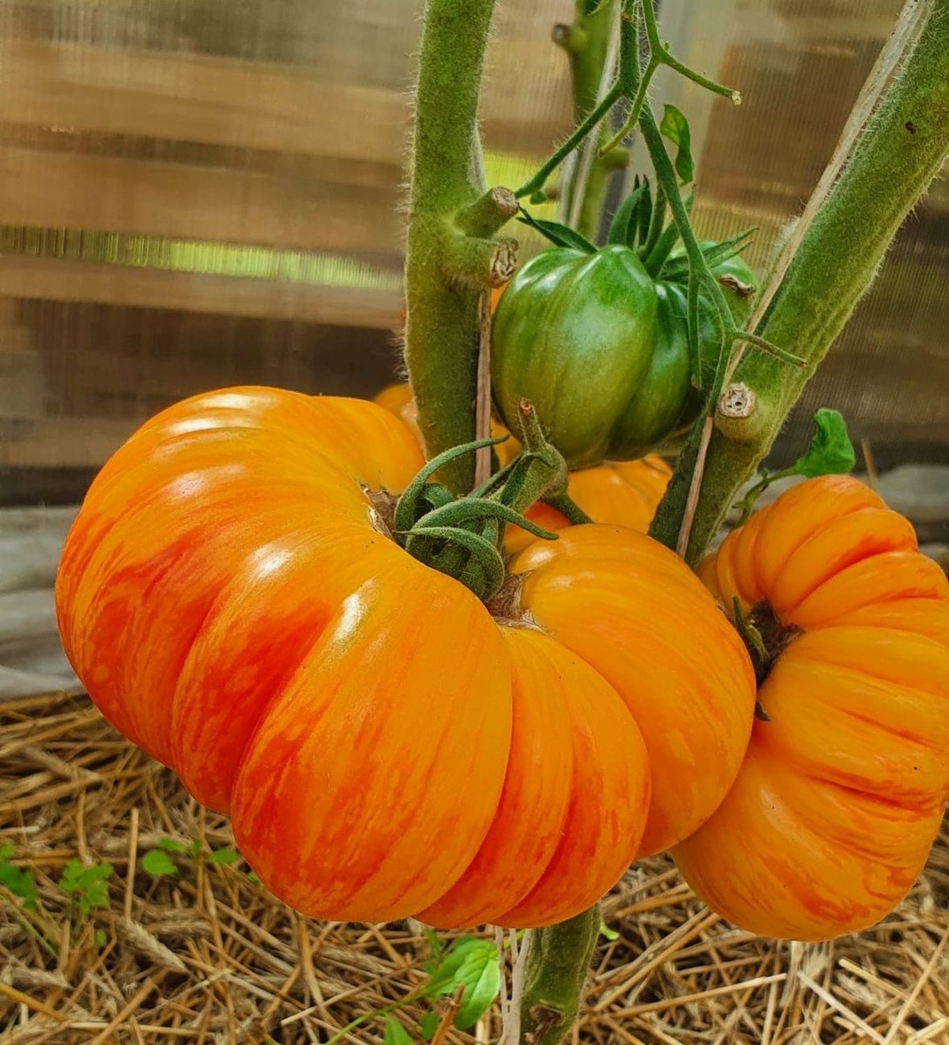 Veisliniai pomidorai – tobulas skonis
