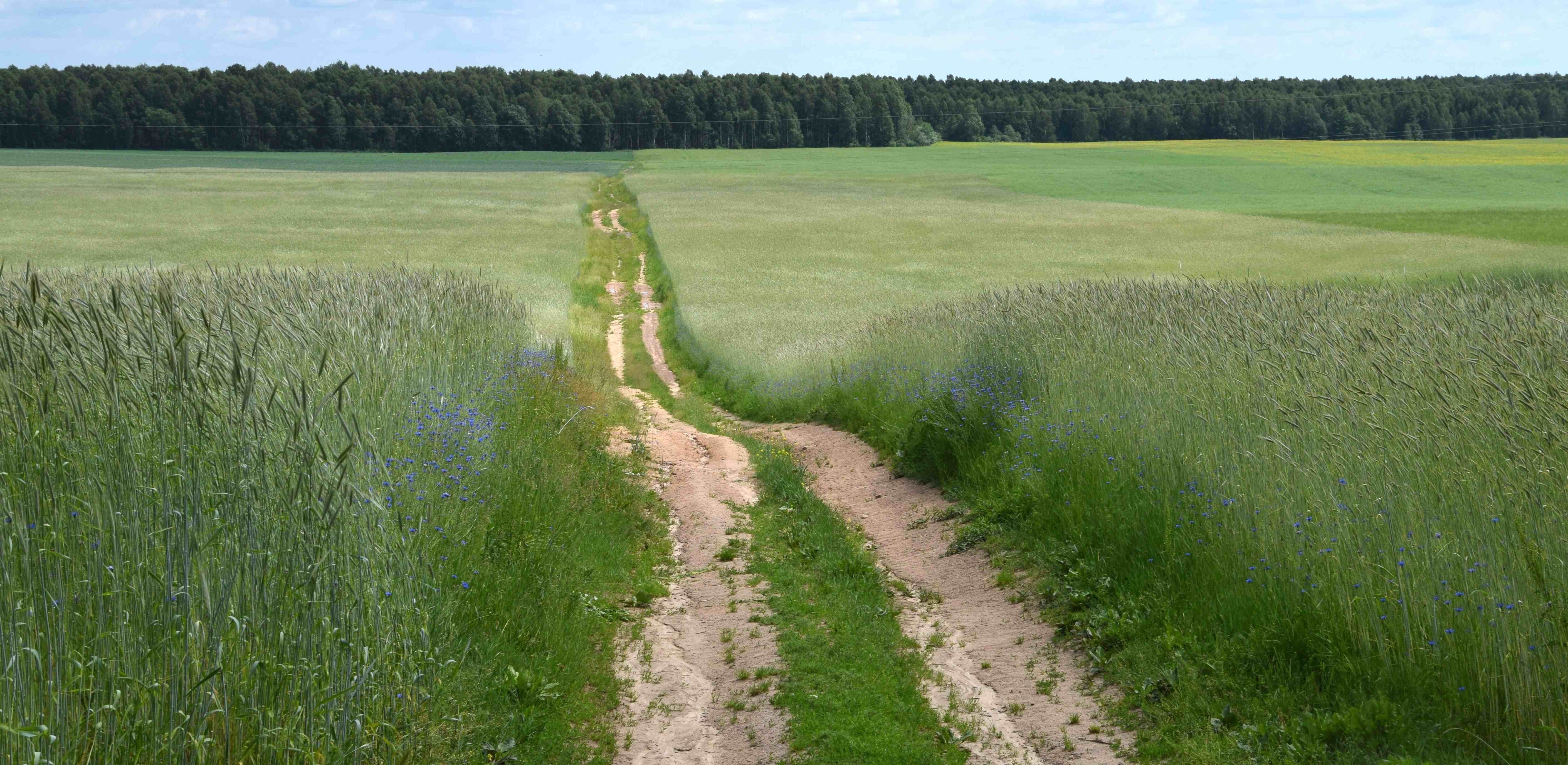 Žydinčių rugių laukas kvepia duona