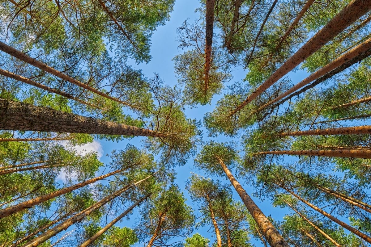 Vyriausybė pritarė Miškų įstatymo pakeitimams. Didesnis dėmesys gamtosaugai, miško išteklių apsaugai