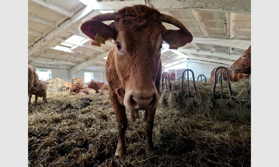 Į gyvulininkystės ūkius ateina probiotikai
