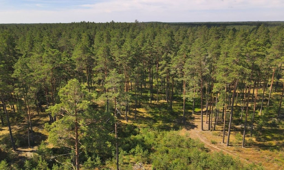 Nacionalinė miškų inventorizacija: miškų prieaugis Lietuvoje didėja