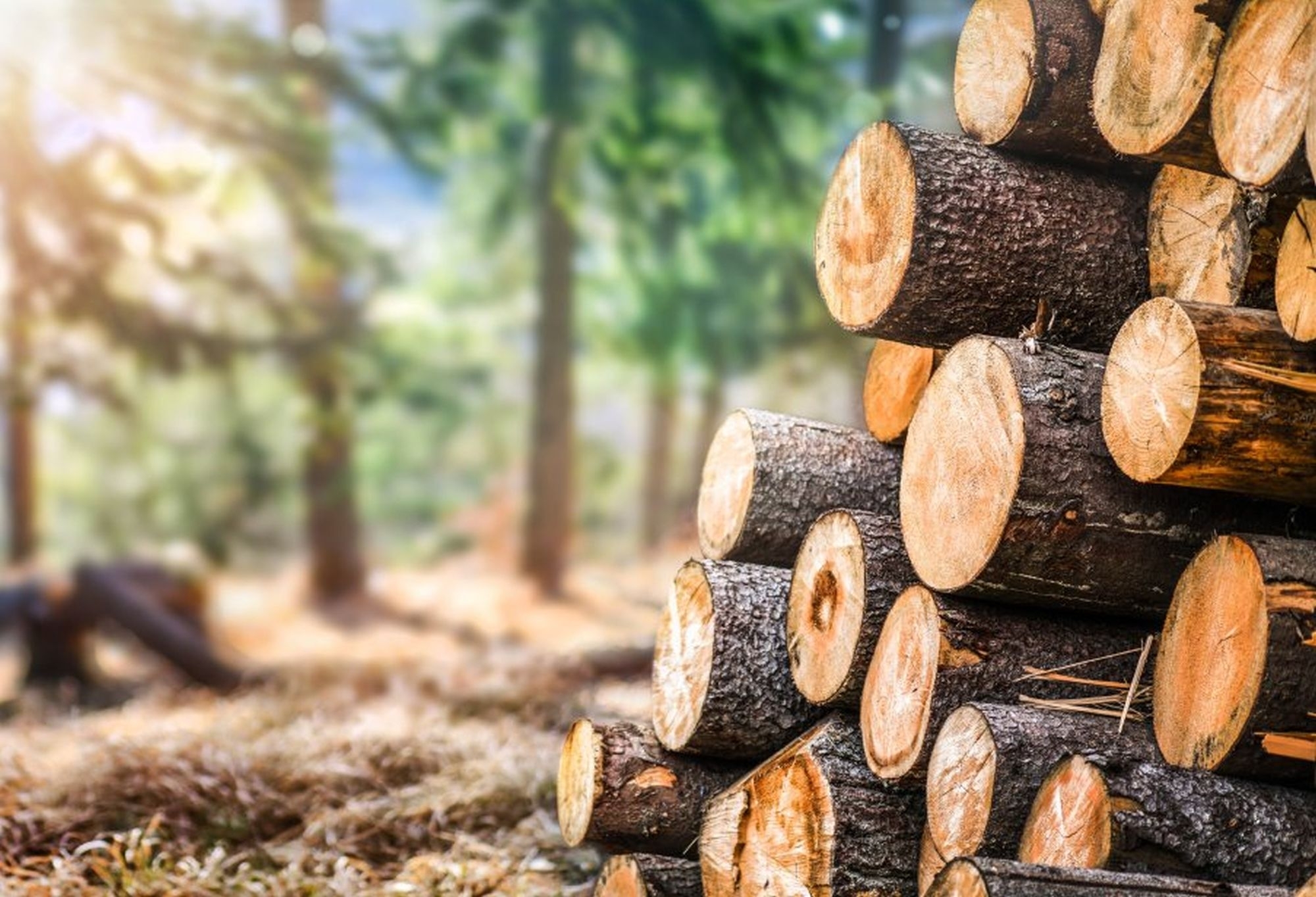 Žaliavinės medienos pardavimo tvarkos projektas gali lemti nuostolius valstybei
