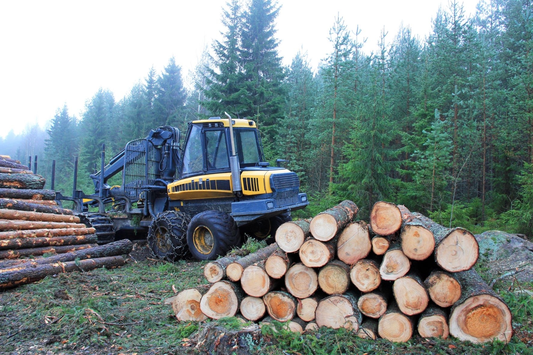 Pasenusi, bet naudojama miškų kirtimų normos metodika neramina aplinkosaugininkus