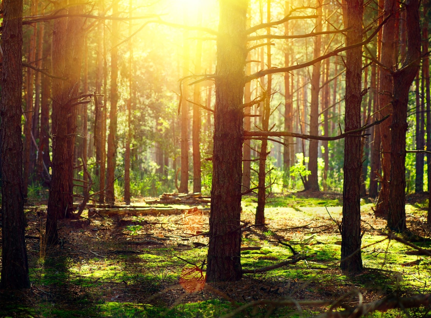 Apie teisę gauti kompensaciją, jei Jūsų miške nustatyti veiklos ribojimai