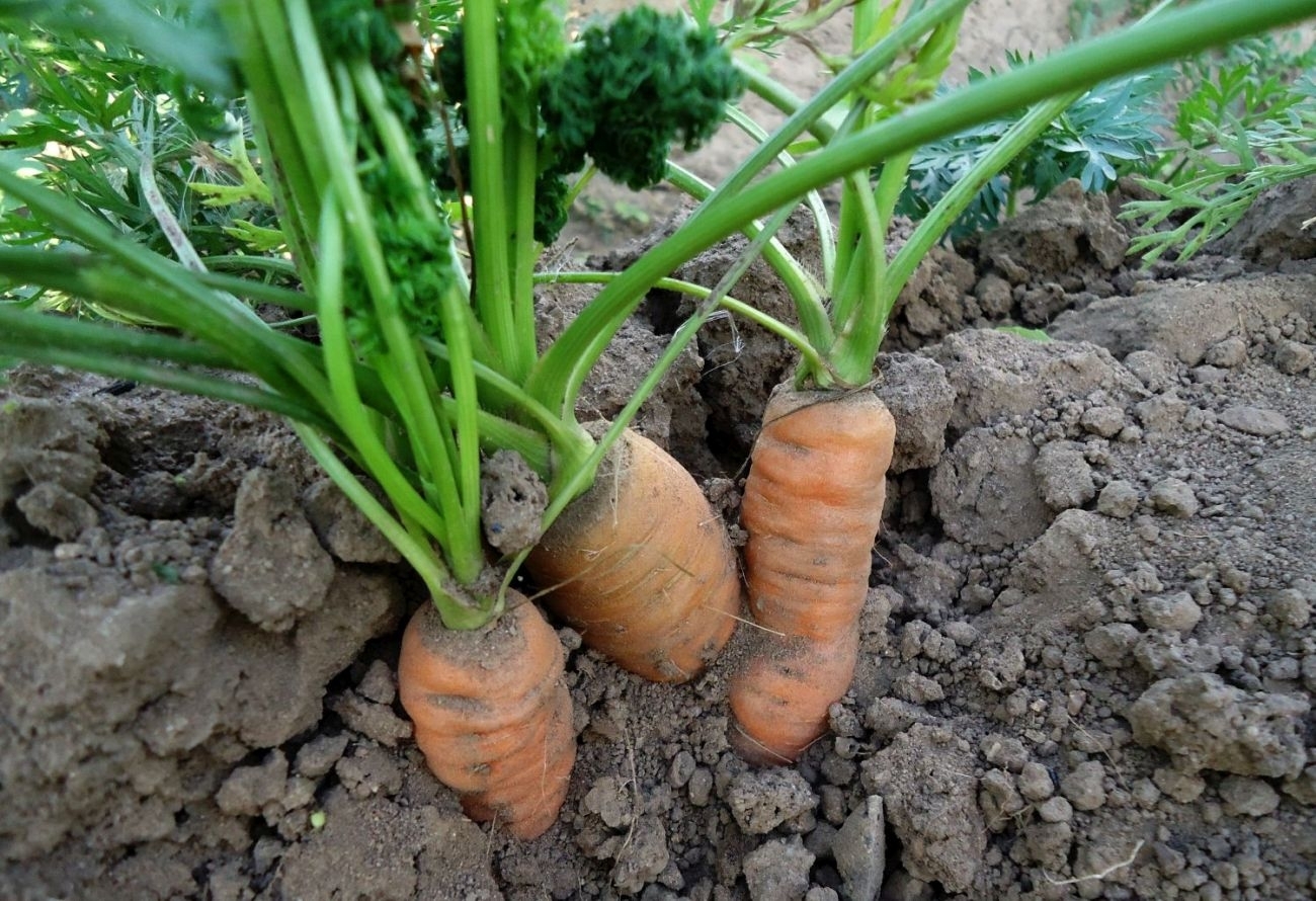 Sveikos morkos – nuo sėklų iki stalo
