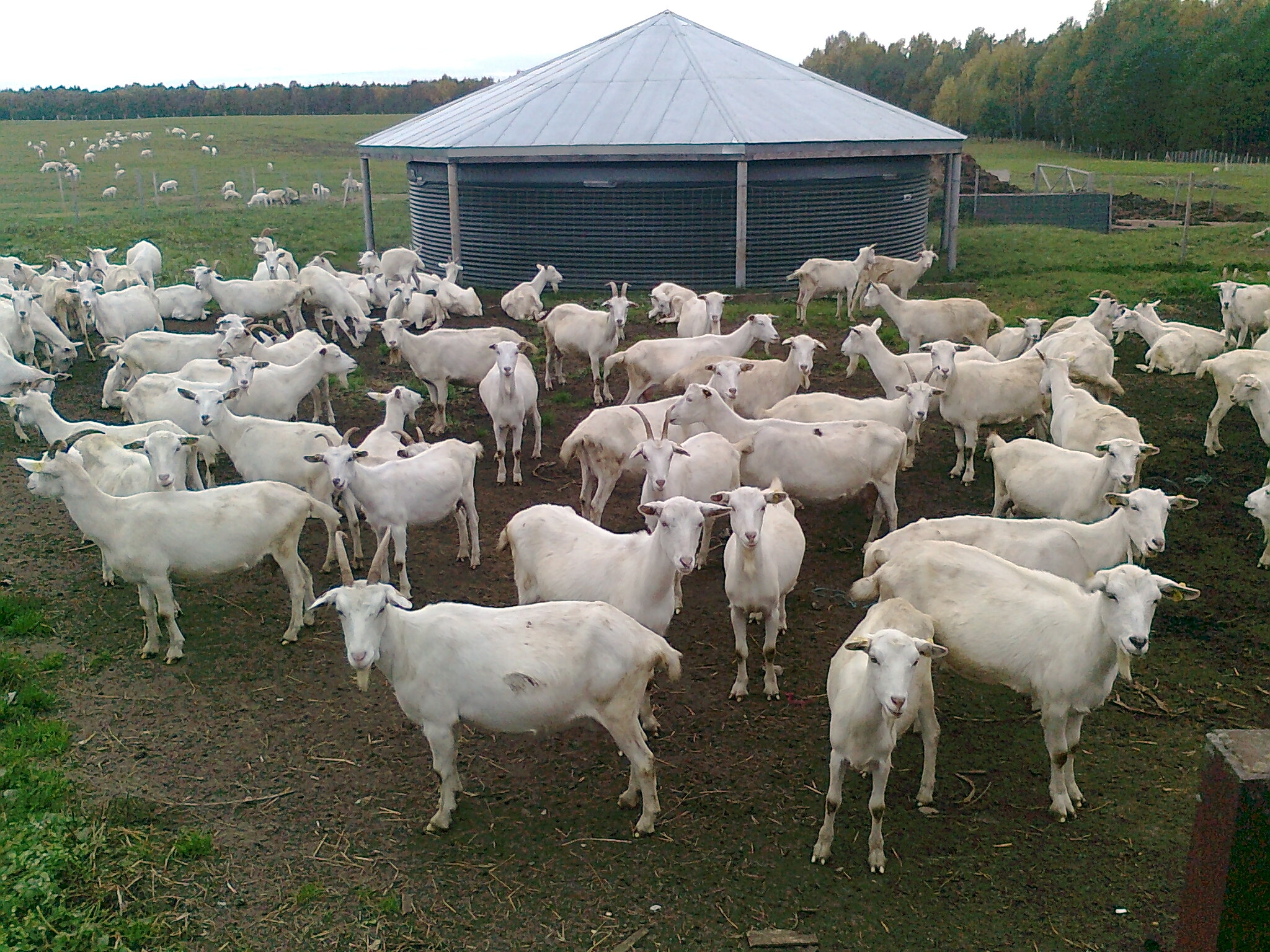 Žemės ūkį užklupusios krizės ženklai – mažėja ir ožkų ūkių