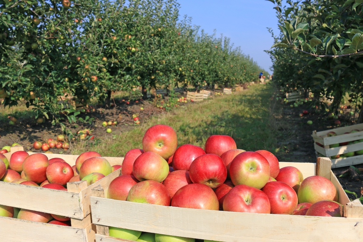 Obuolių augintojams svyra rankos – žadėtų kompensacijų vis dar nėra