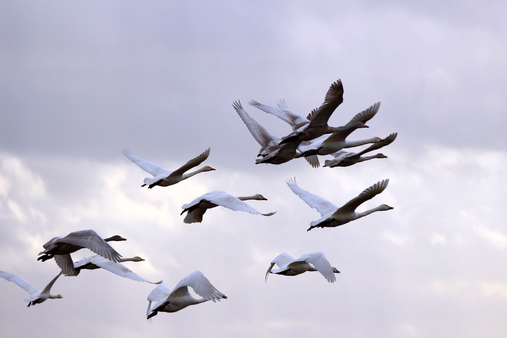 Į gimtuosius kraštus sugrįžtantys paukščiai kartu parneša ir paukščių gripo riziką