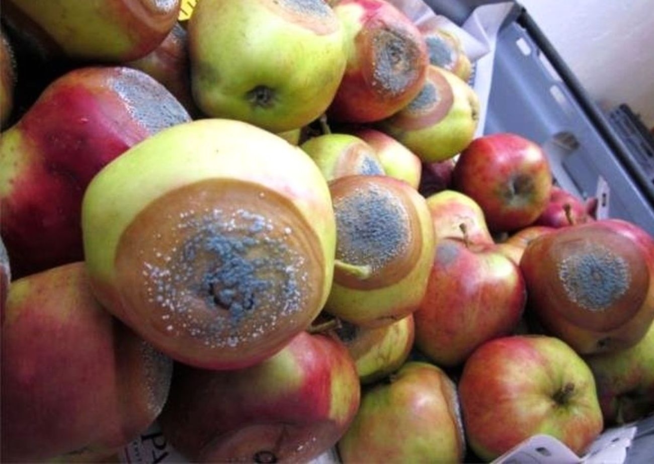 Ar patikrinote rūsyje laikomus obuolius? Į juos gali įsimesti puviniai 