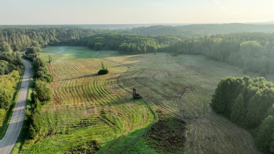 Ypatinga pelkė Veisiejų mieste