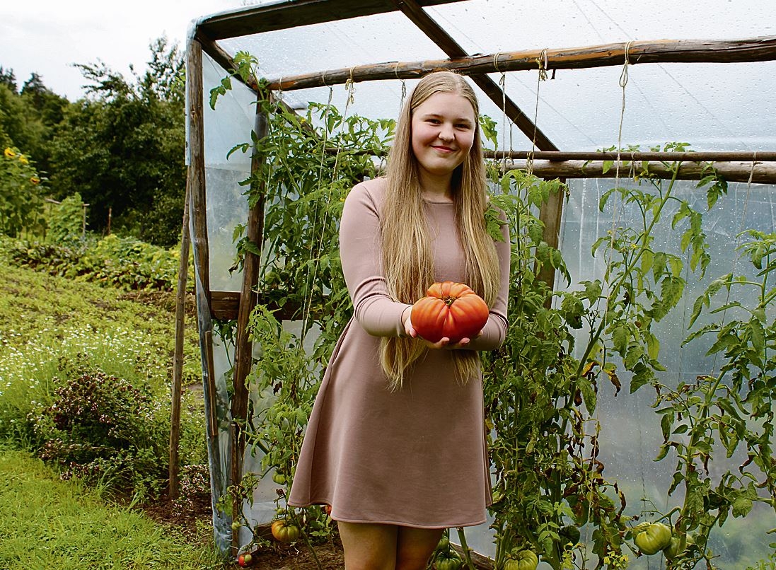 Jurbarkiečių darže išaugo milžiniškas pomidoras
