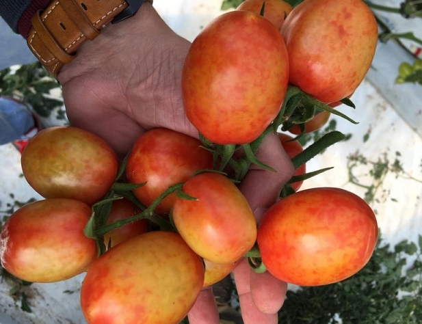 Pomidorų vaisiaus rudųjų raukšlių virusas – vienas pavojingiausių