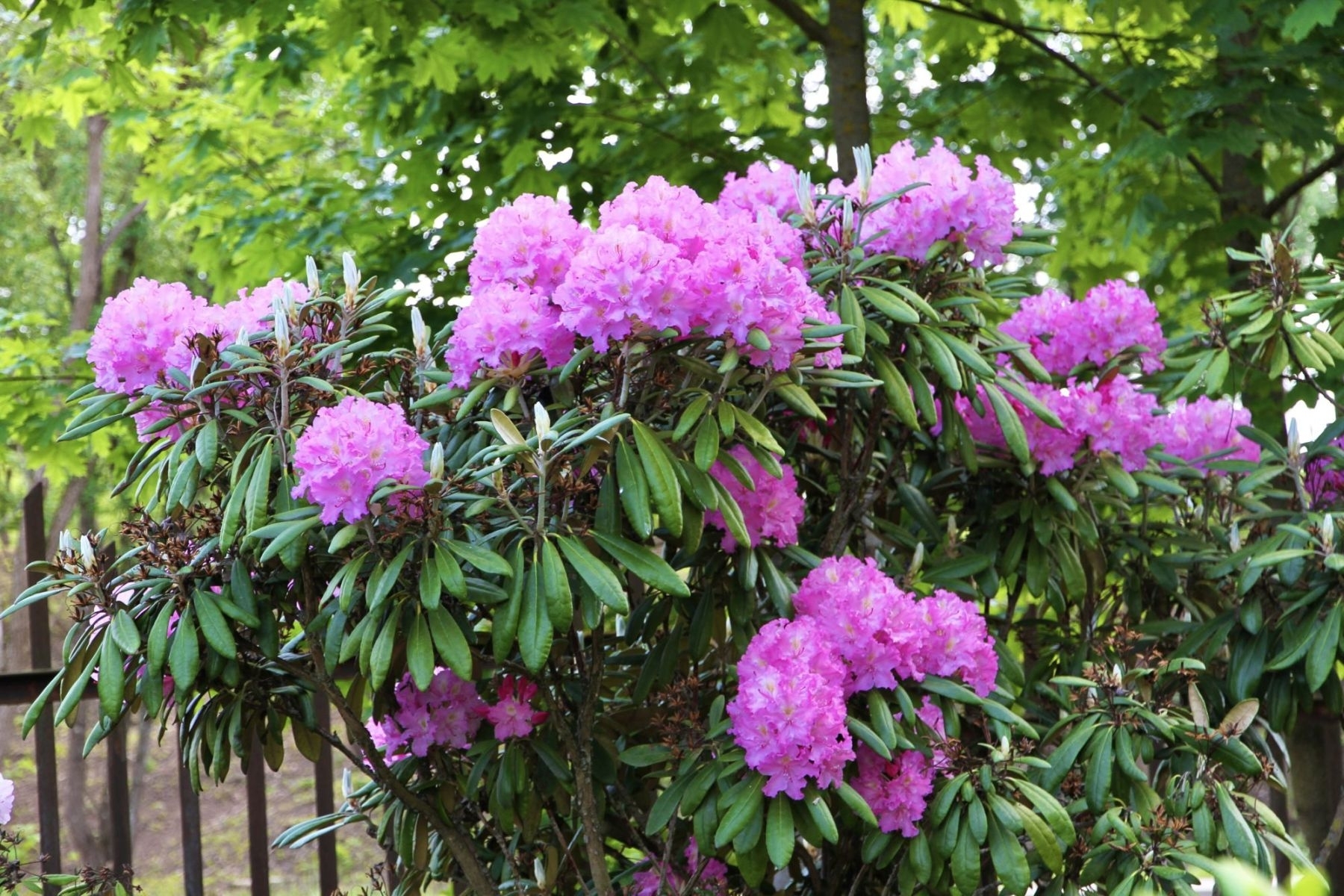 Botanikos sode Kaune pražydo šimtai įvairiaspalvių rododendrų