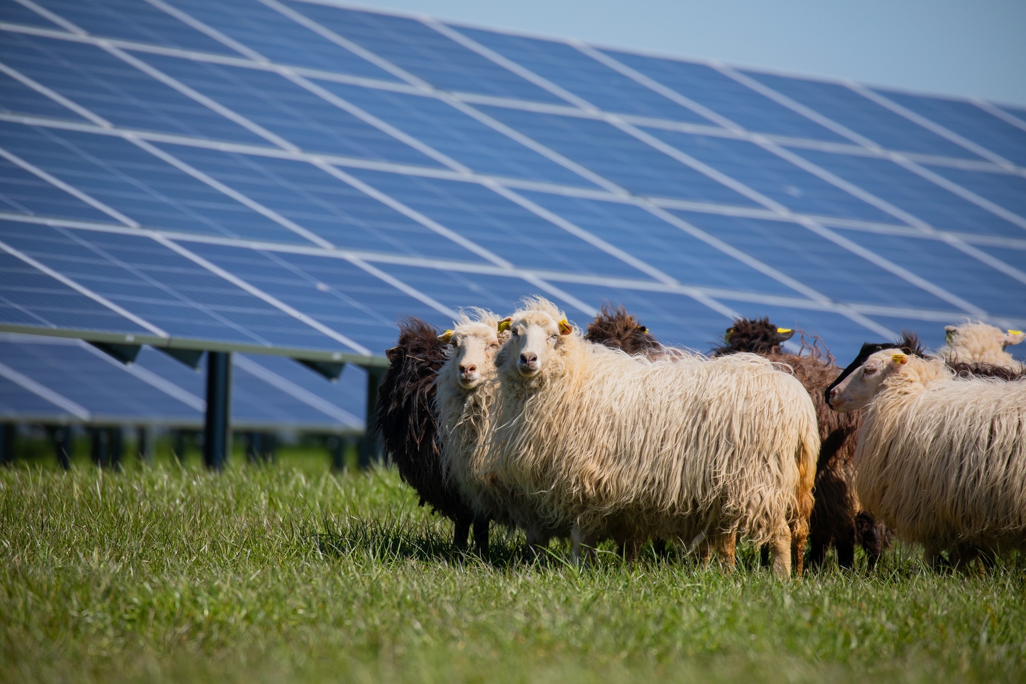 67 mln. eurų parama verslui ir ūkininkams, įsirengiantiems saulės elektrines: kaip ją gauti ir sutaupyti?
