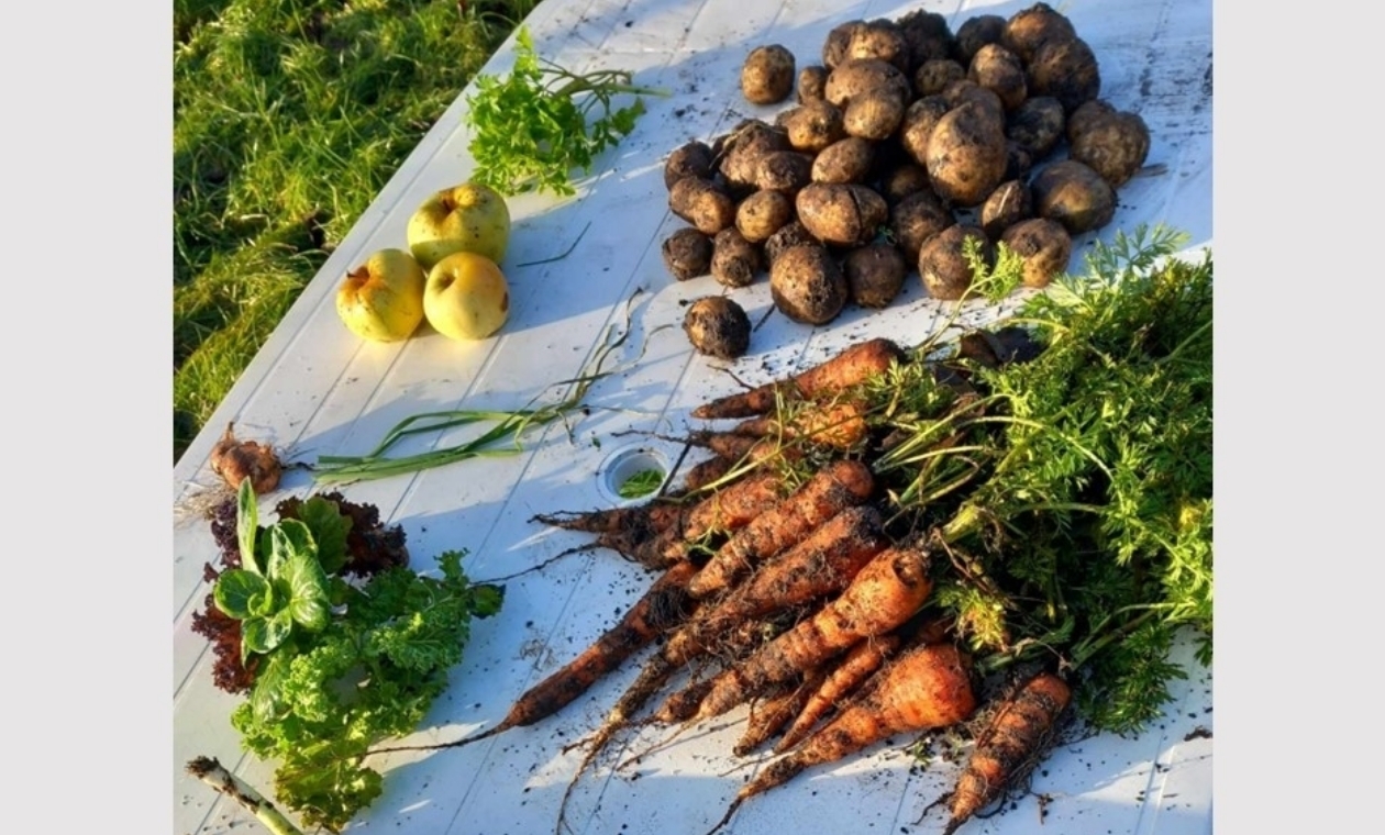 Bulvių pasikasti galima ir žiemą