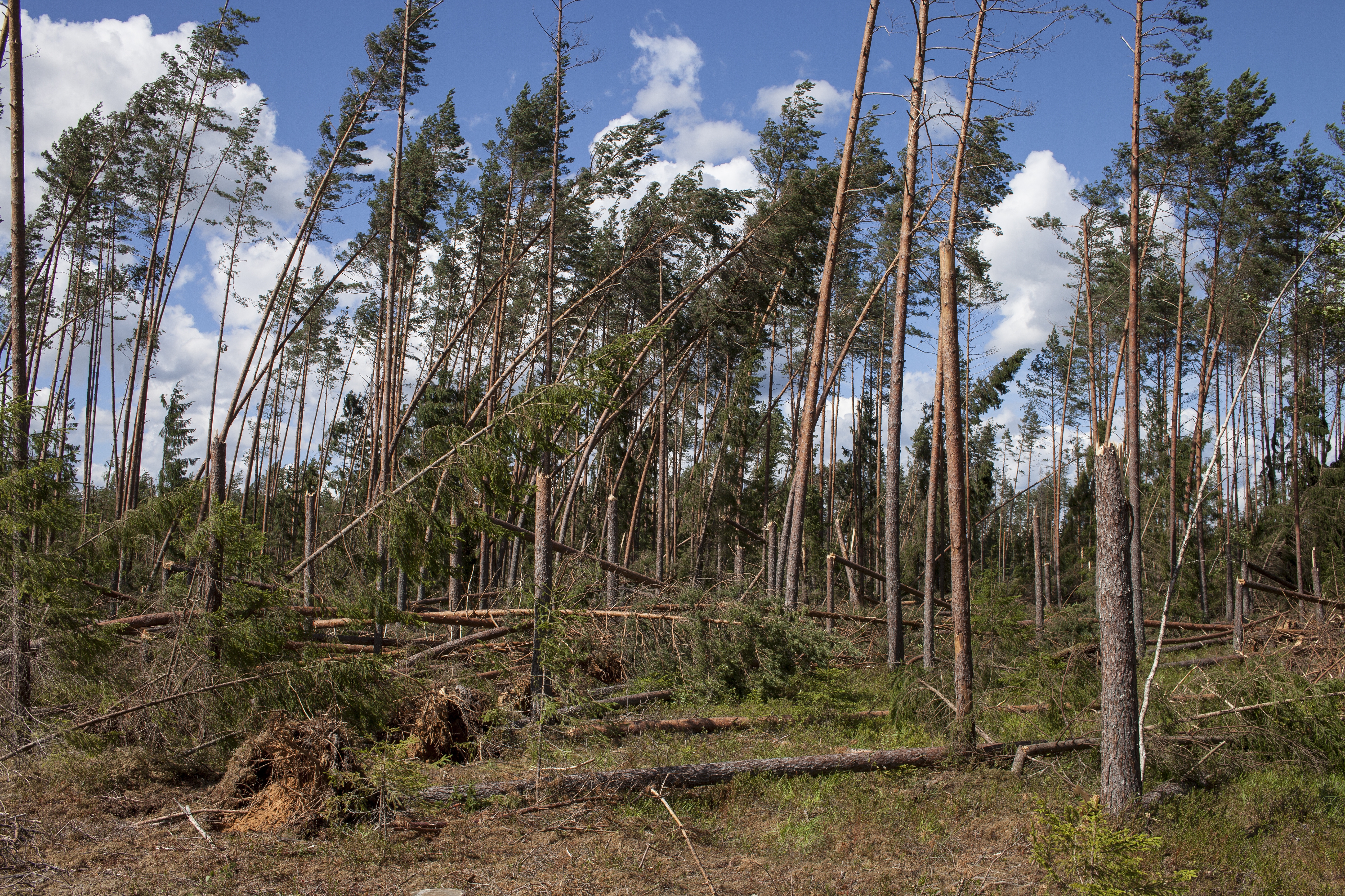 Miškų valdytojai gali kreiptis dėl paramos stichinių nelaimių pažeistiems miškams atkurti