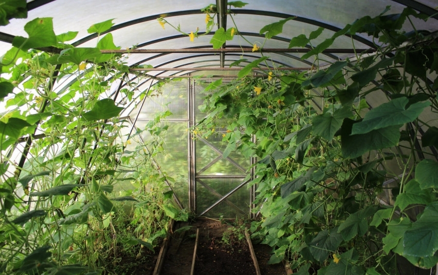 Nustatytas susietosios išmokos už daržovių auginimą šiltnamiuose dydis