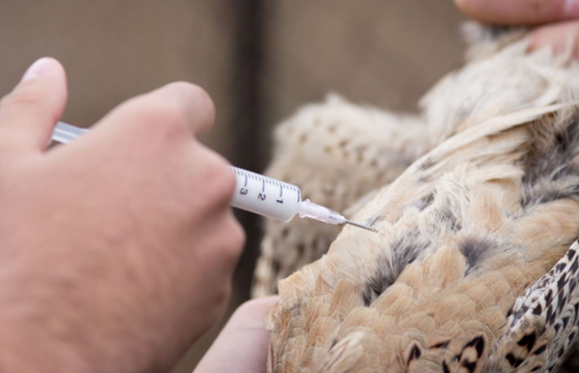 Pirmoji Europos šalis pradėjo vakcinuoti naminius paukščius nuo paukščių gripo