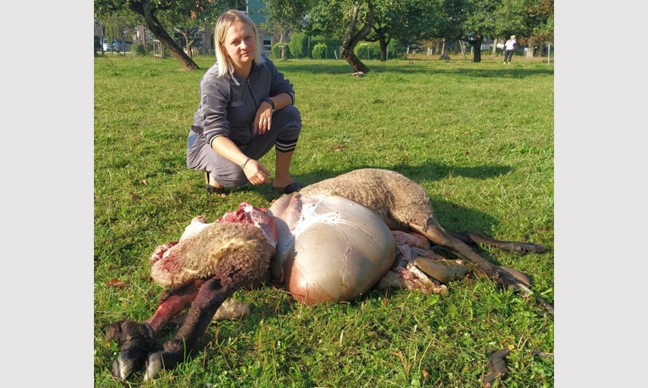 Vilkų ar avių saugojimo ypatumai Lietuvoje?