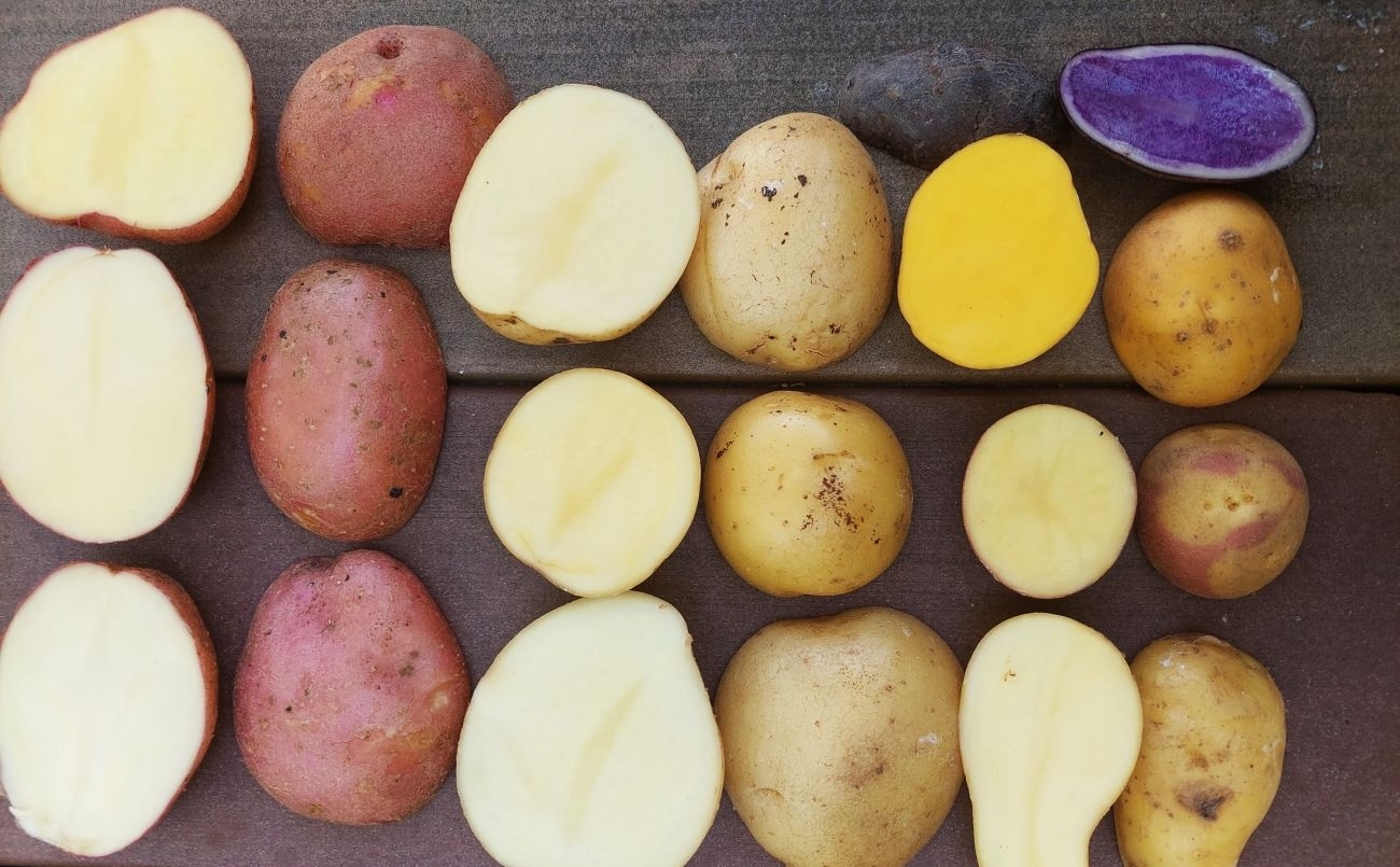 Bulvių veislės – vis naujesnės ir įdomesnės