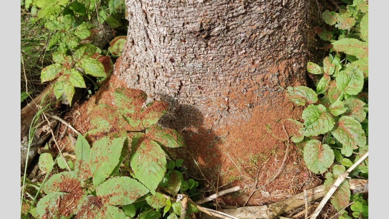 Apie miškų apsaugą miškų savininkams – „gyvai“