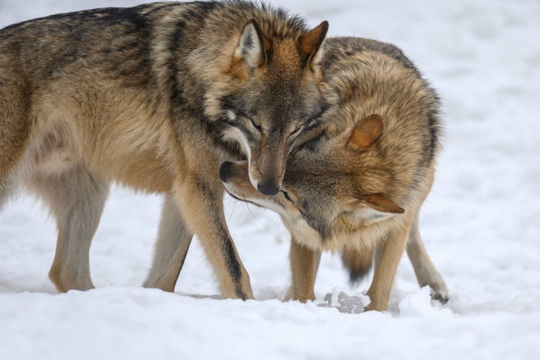 Vokietijoje vilkų apsaugos statusas nesikeičia 