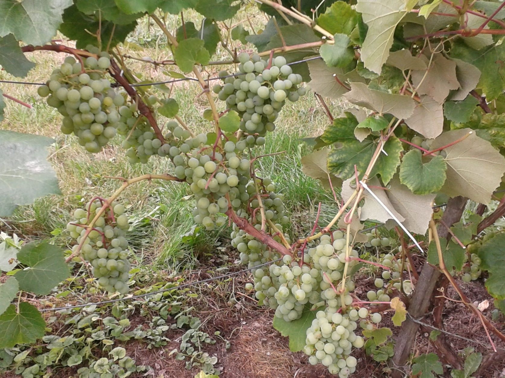 Vynuogės vilioja daugelį, bet jas auginti nelengva