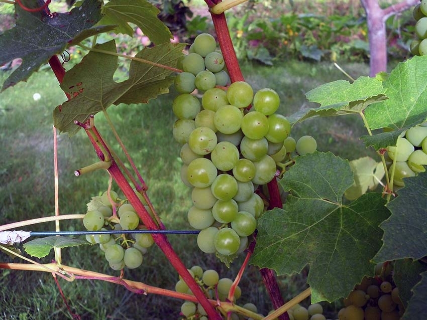 Vynuogių auginimas – ištvermingiausiems
