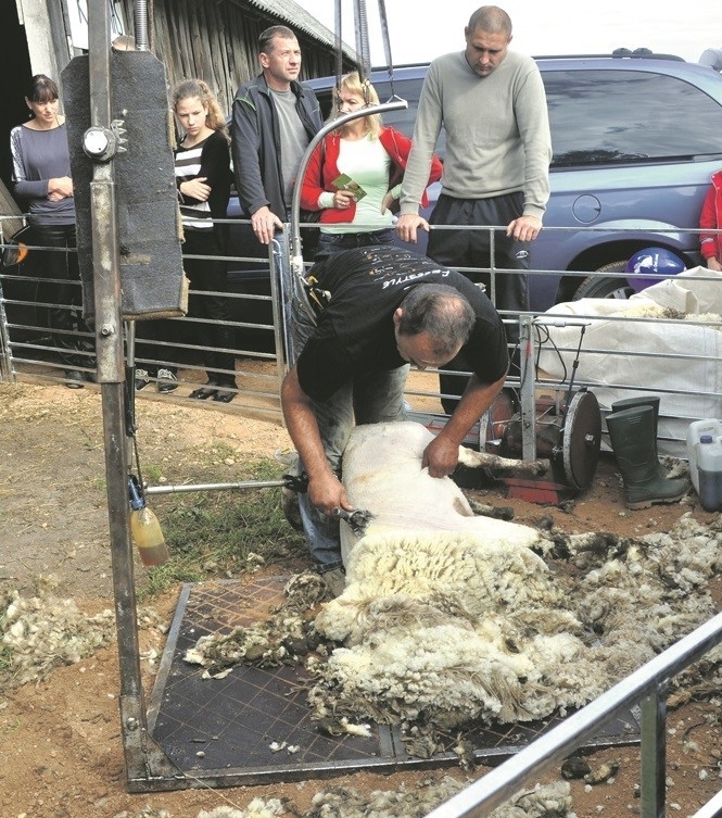 Avininkystė užkariauja lietuvių ūkius