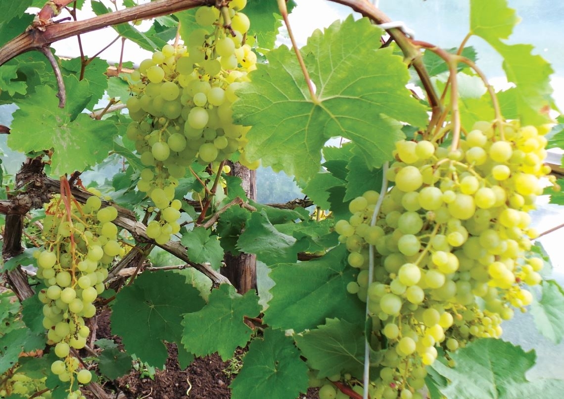 Vynuogės iš Vynupės kaimo