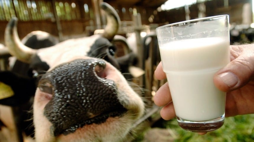 Žalio pieno kainos priedai ir priemokos: teisinės vingrybės