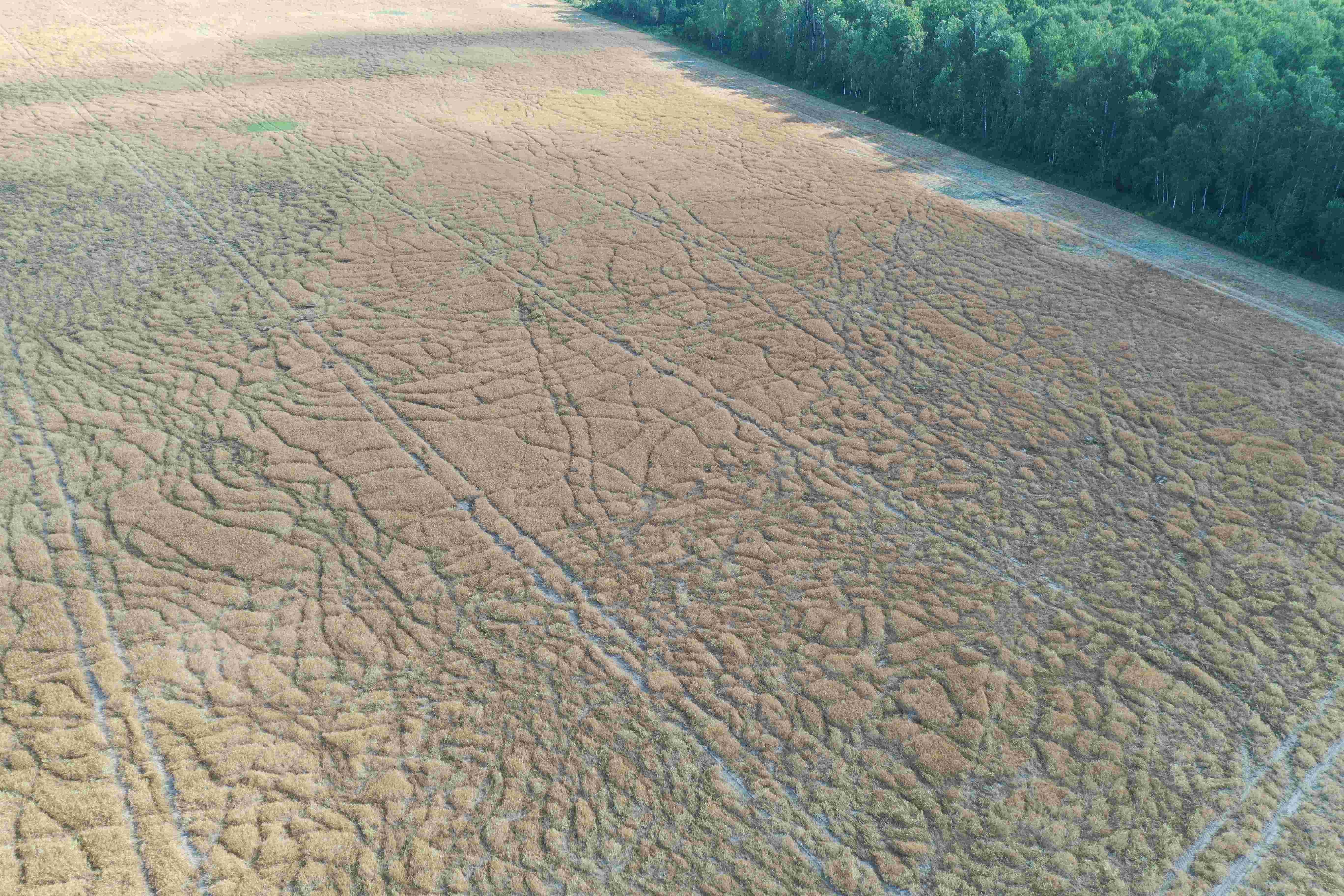 Kaip žada skaičiuoti medžiojamųjų gyvūnų žalą – tikra abrakadabra