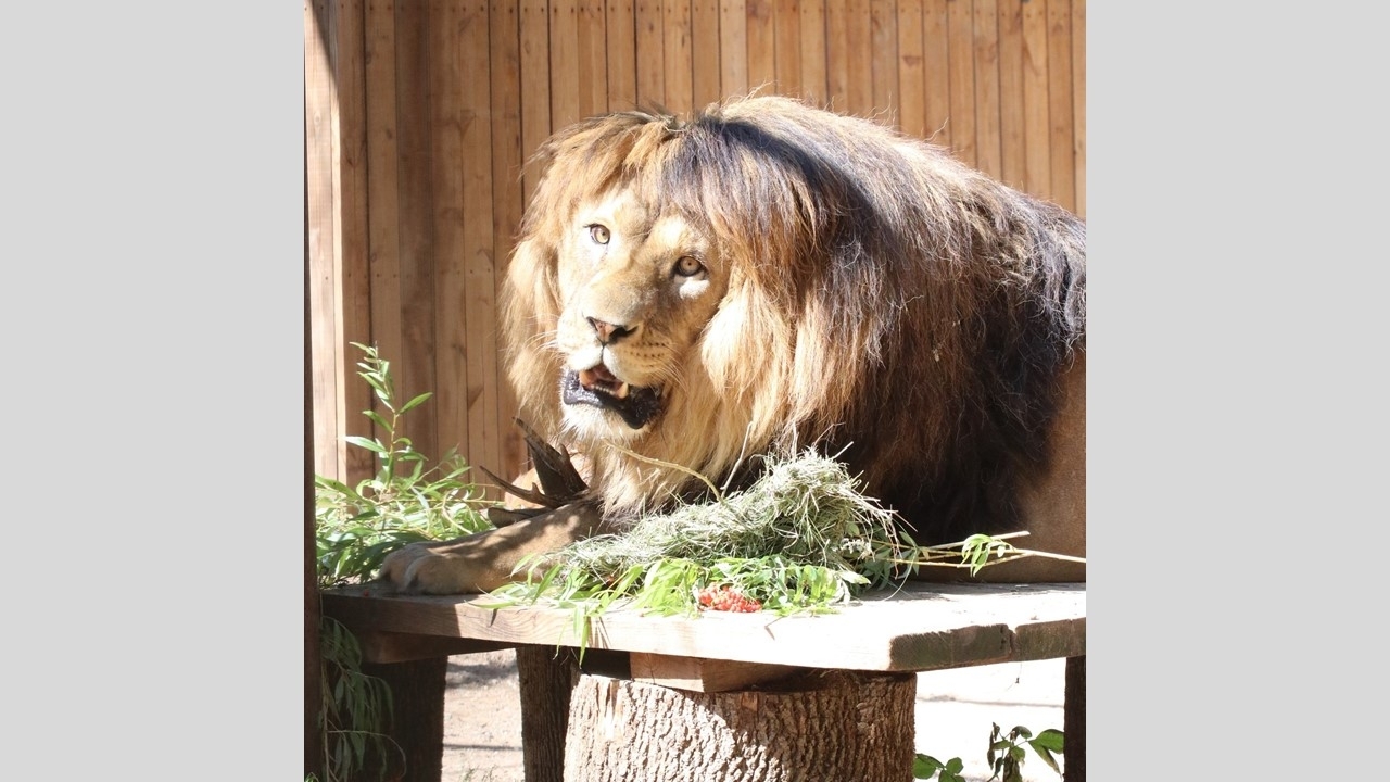 Kauno Zoologijos sodas dėl kaitros neatsiveža gyvūnų, kituose problemų nėra