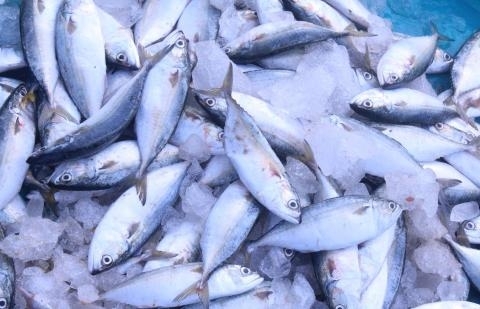 Ar yra galima įsigyti gyvos žuvies?