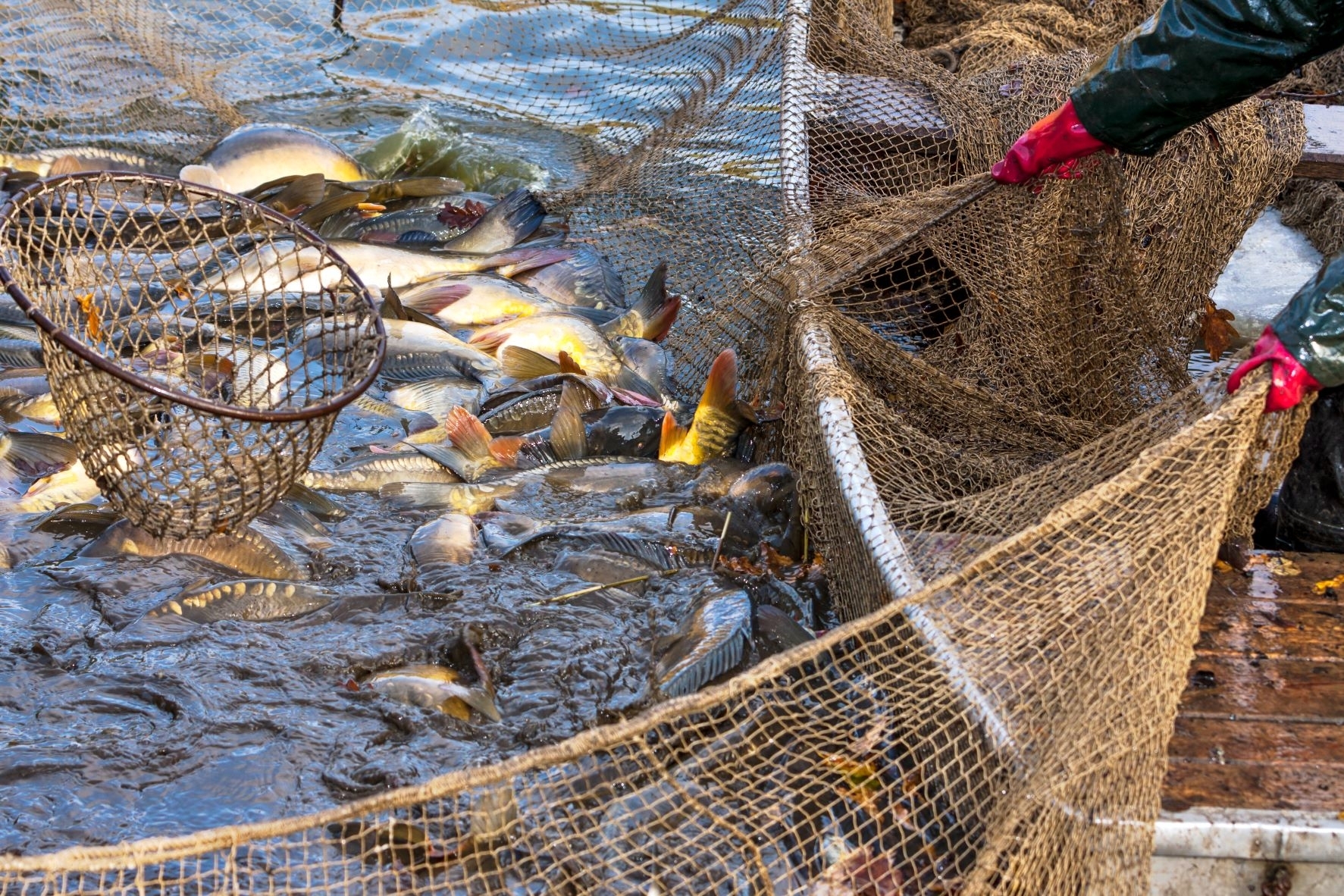 Teismas nevertins žvejų verslininkų skundo dėl žvejybos limitų