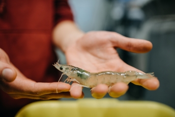 Krevetėms auginti mokslininkai bando panaudoti geoterminio vandens išteklius